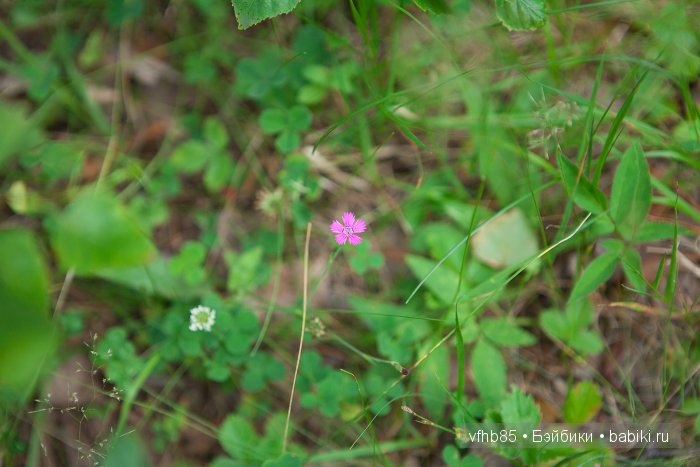 На природе — Гибридизация кукол BJD (БЖД): пересадка головы