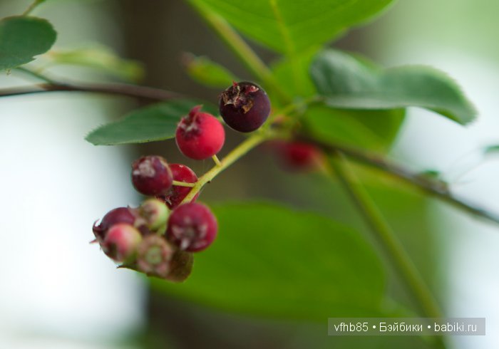 Среди сосен и ёлочек — Гибридизация кукол BJD (БЖД): пересадка головы