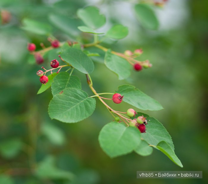Среди сосен и ёлочек — Гибридизация кукол BJD (БЖД): пересадка головы