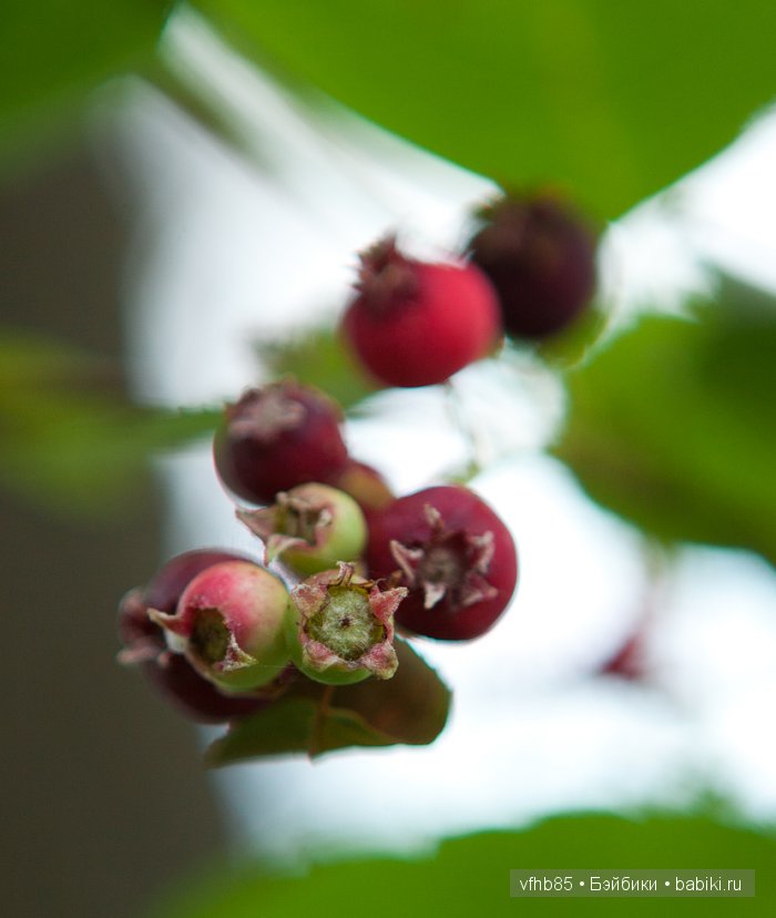 Среди сосен и ёлочек — Гибридизация кукол BJD (БЖД): пересадка головы