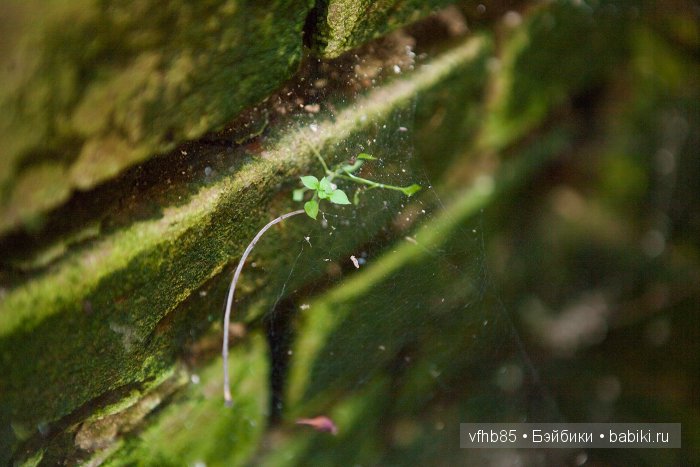 Старый Некоуз — Гибридизация кукол BJD (БЖД): пересадка головы (фото 3)