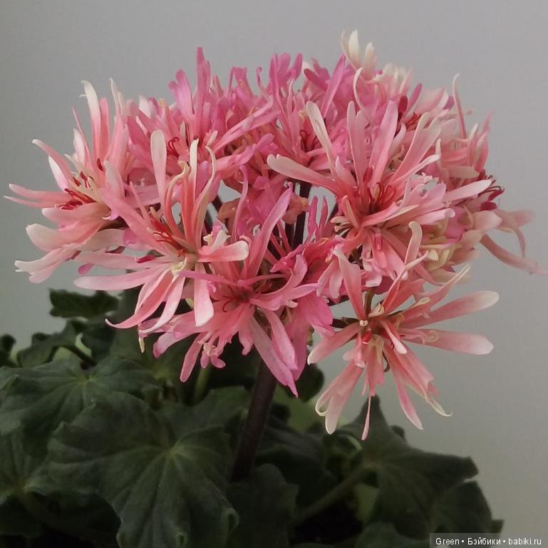 Краски прошедшего лета в пеларгониях