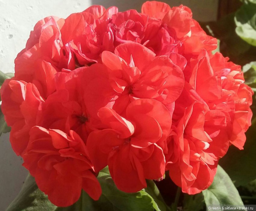 Краски прошедшего лета в пеларгониях (фото 5)