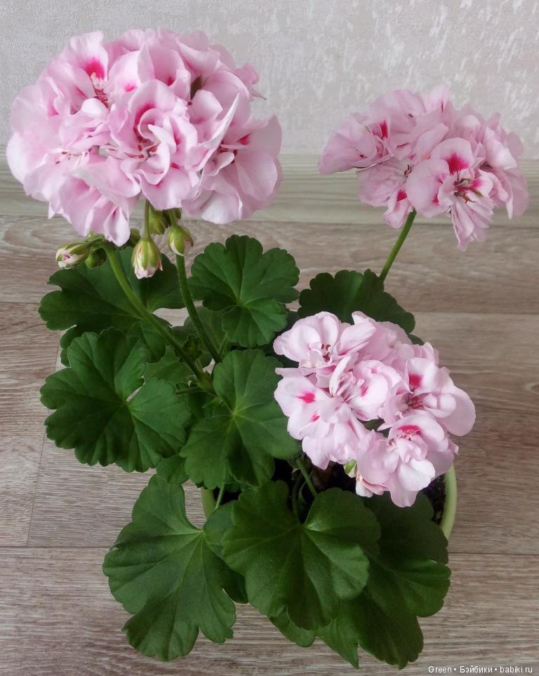 Краски прошедшего лета в пеларгониях