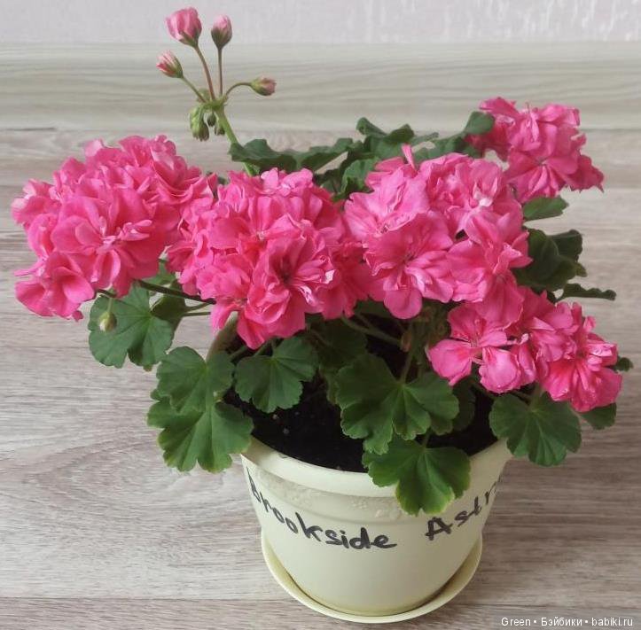 Краски прошедшего лета в пеларгониях (фото 6)