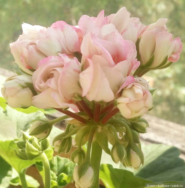 Краски прошедшего лета в пеларгониях (фото 3)