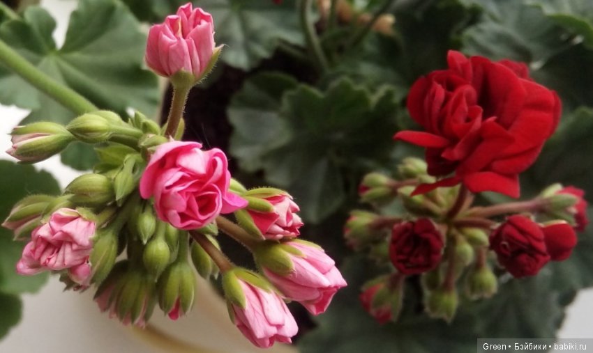 Краски прошедшего лета в пеларгониях