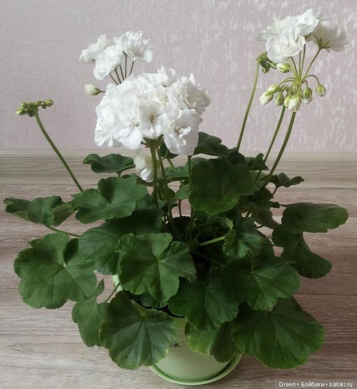 Краски прошедшего лета в пеларгониях (фото 10)