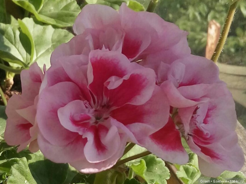 Краски прошедшего лета в пеларгониях (фото 4)