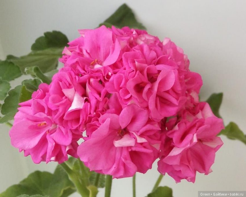 Краски прошедшего лета в пеларгониях