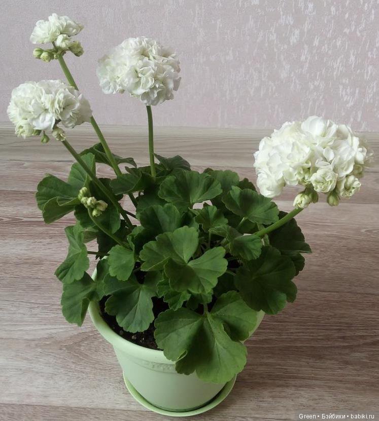 Краски прошедшего лета в пеларгониях