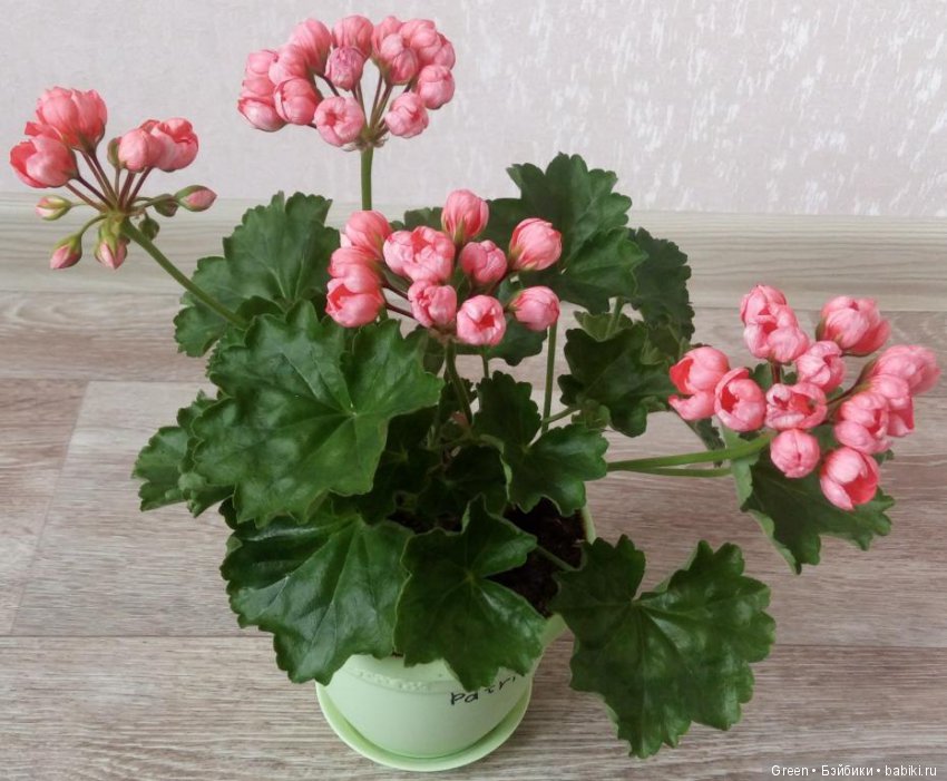 Краски прошедшего лета в пеларгониях (фото 9)