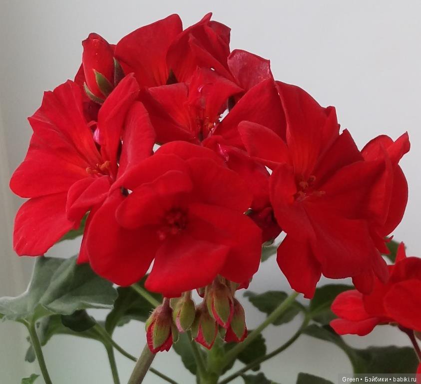 Краски прошедшего лета в пеларгониях