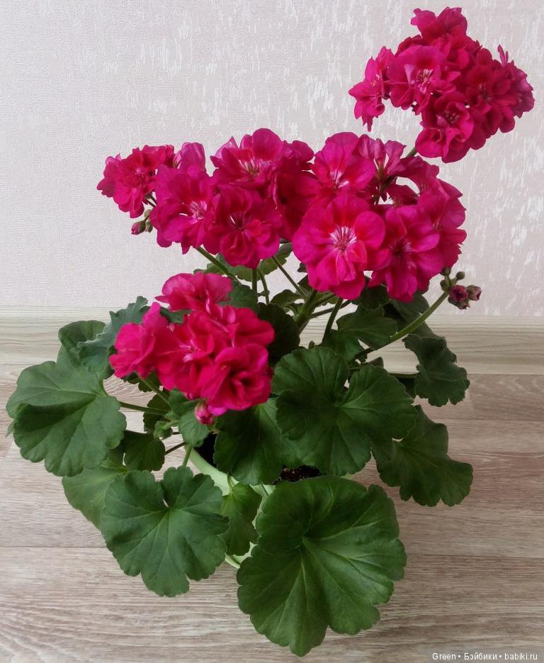 Краски прошедшего лета в пеларгониях (фото 7)