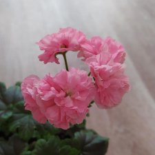 Удивительный мир комнатных растений