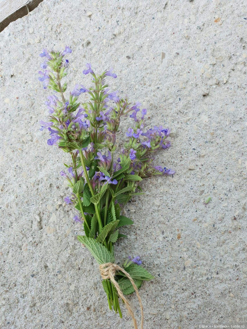 Сиенна 3. Как снять кролика