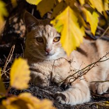 Много золота. Без кукол. Просто ожидание...
