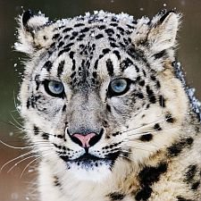 Здравствуйте! Меня зовут Мария, и я хансоман