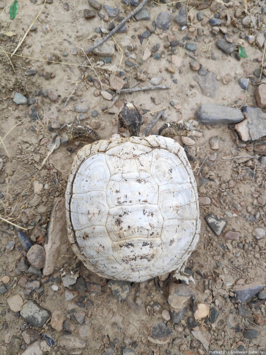 Крик черепахи, или путешествие в город-призрак. Часть 2