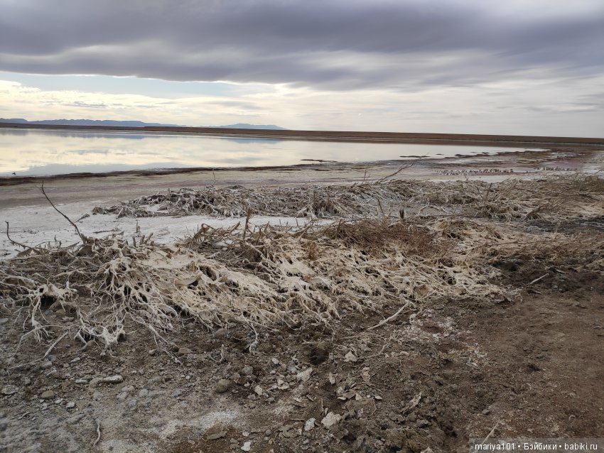 Крик черепахи, или путешествие в город-призрак. Часть 2