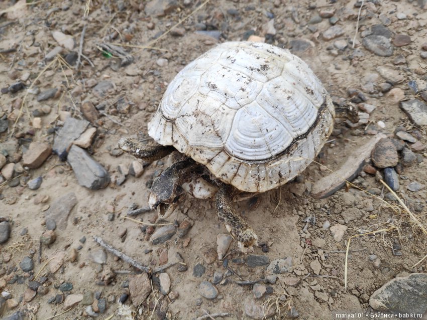 Крик черепахи, или путешествие в город-призрак. Часть 2