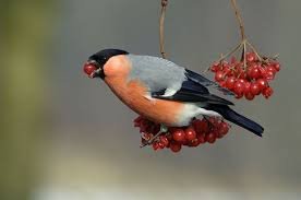 Моя несбывшаяся мечта — Интересные игрушки и фигурки (разное): редкие