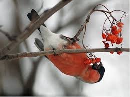 Моя несбывшаяся мечта — Интересные игрушки и фигурки (разное): редкие