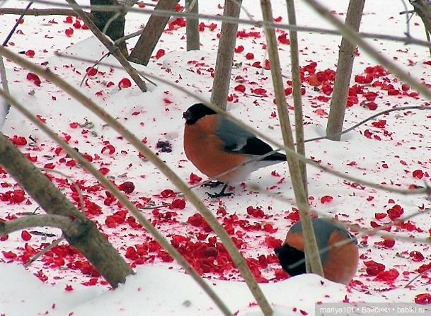 Моя несбывшаяся мечта — Интересные игрушки и фигурки (разное): редкие