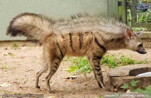 Девочка и волк — Куклы Nines d'Onil (Нинес): Миа (Mia)