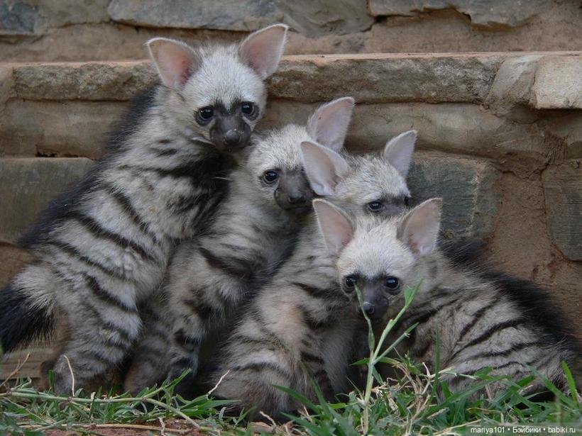 Девочка и волк — Куклы Nines d'Onil (Нинес): Миа (Mia)