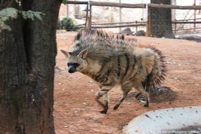 Девочка и волк — Куклы Nines d'Onil (Нинес): Миа (Mia)