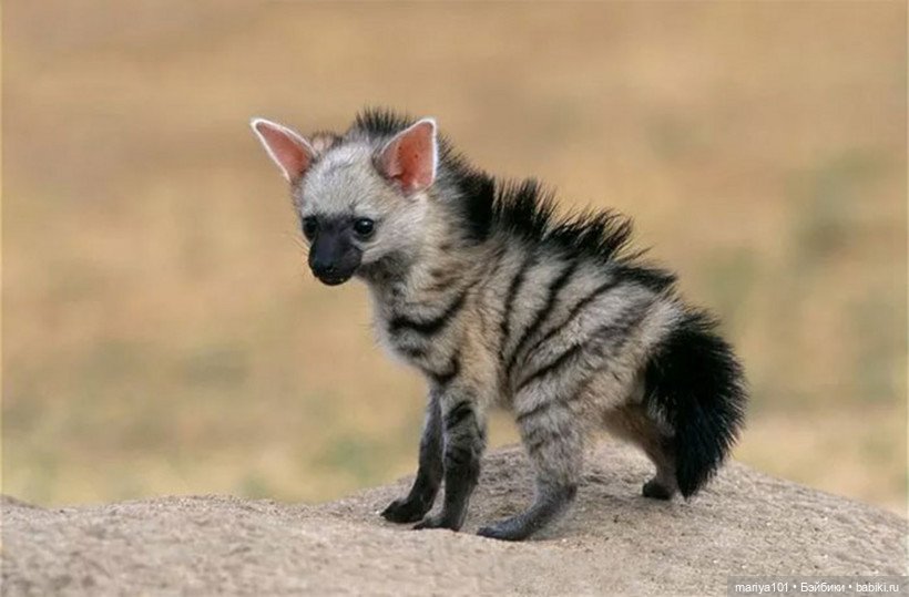 Девочка и волк — Куклы Nines d'Onil (Нинес): Миа (Mia)