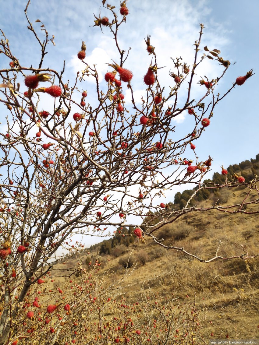 Семь таблеток фанкомицина от осенней хандры