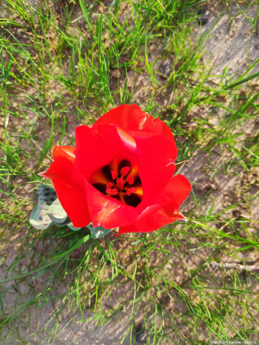 Маленькая Африка для маленького Уилла (фото 8)