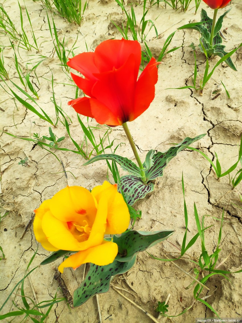 Маленькая Африка для маленького Уилла (фото 7)