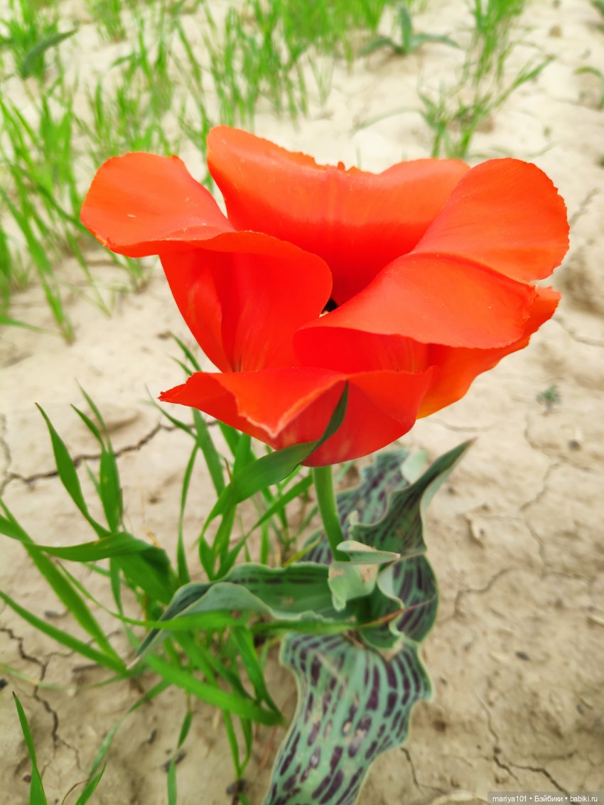 Маленькая Африка для маленького Уилла (фото 6)