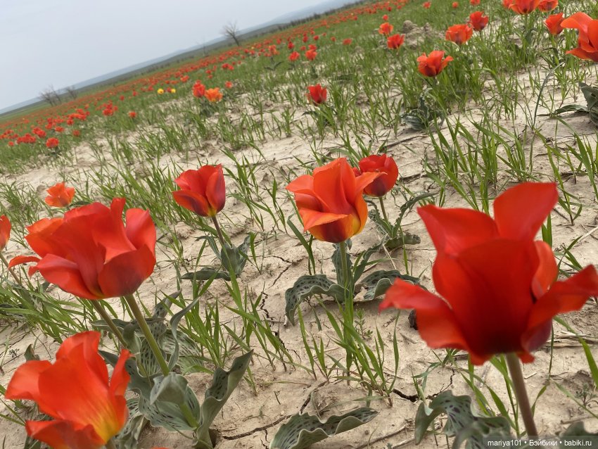 Маленькая Африка для маленького Уилла (фото 3)