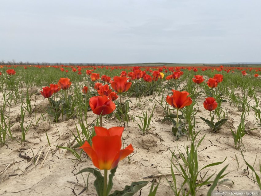 Маленькая Африка для маленького Уилла (фото 4)