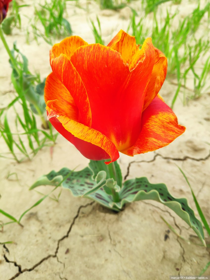 Маленькая Африка для маленького Уилла (фото 5)