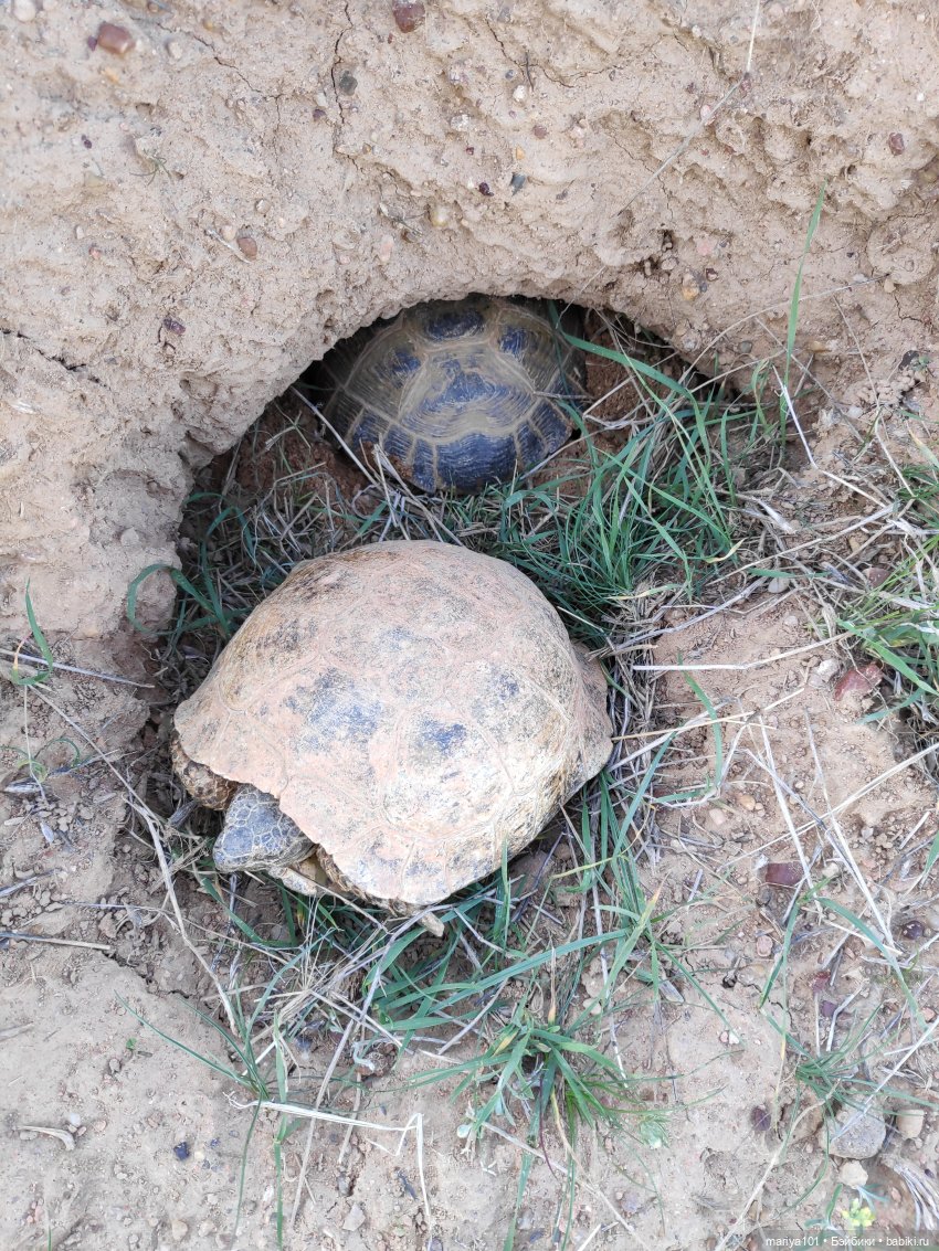 Маленькая Африка для маленького Уилла