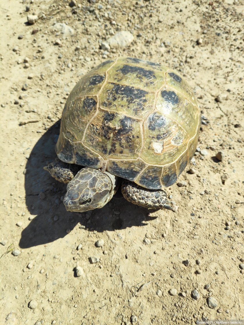 Маленькая Африка для маленького Уилла