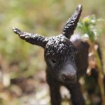 Раз, два, три, четыре, пять... Вышел ослик погулять!