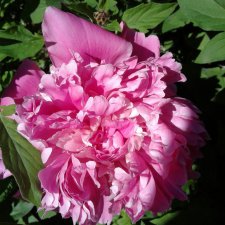 Природа Пскова: из весны в лето