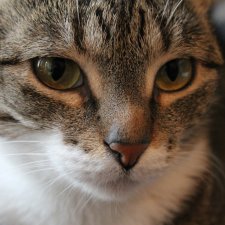 Шесть лет вместе - я и моя кошка