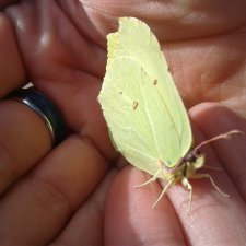 Псков: из лета в лето. Прогулки по городу и куклы