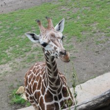 По Германии: зоопарк Лейпцига, часть 3