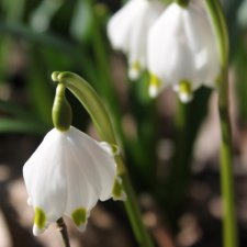 Лейпциг: ферма, заповедник, первоцветы