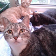 Больше никаких кошек! А котята не считаются