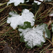 С первым снегом!