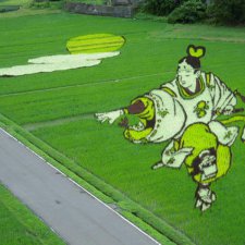 Искусство рисования на рисовых полях в Японии